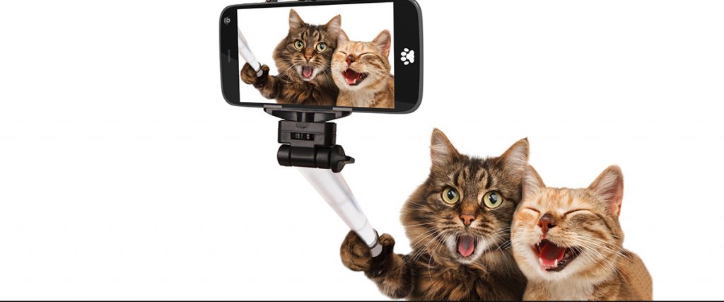 two cats taking selfie photo - demonstrate humor and fun