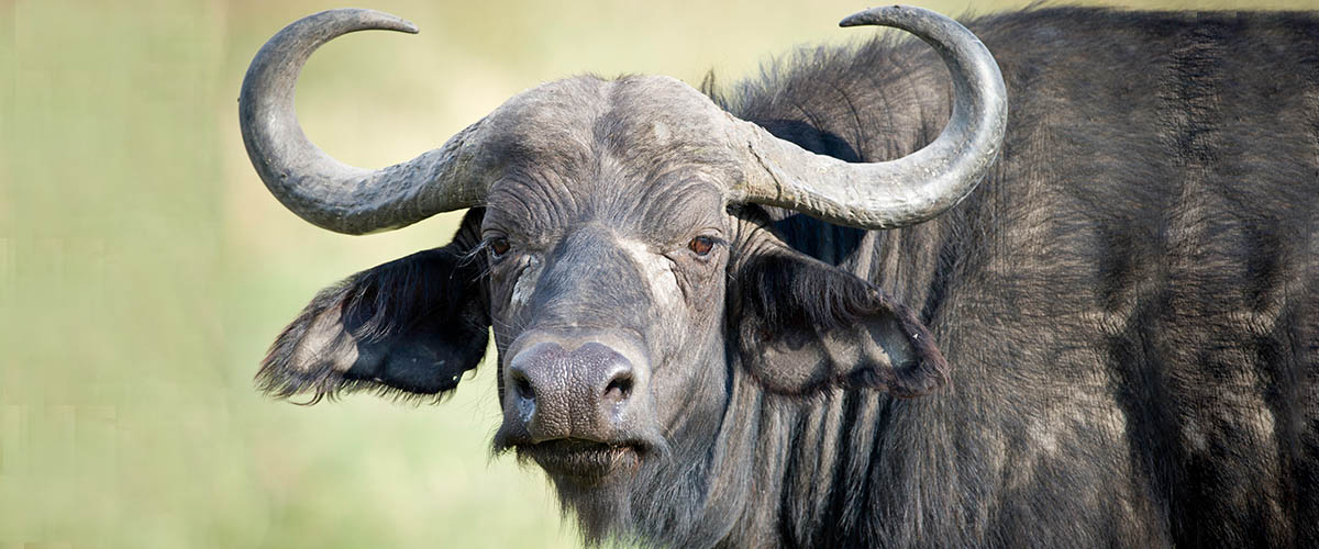 large, black water buffalo looking straight at the camera